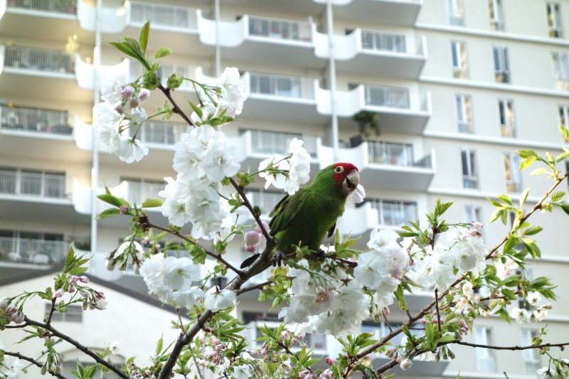 Parrot in San Francisco