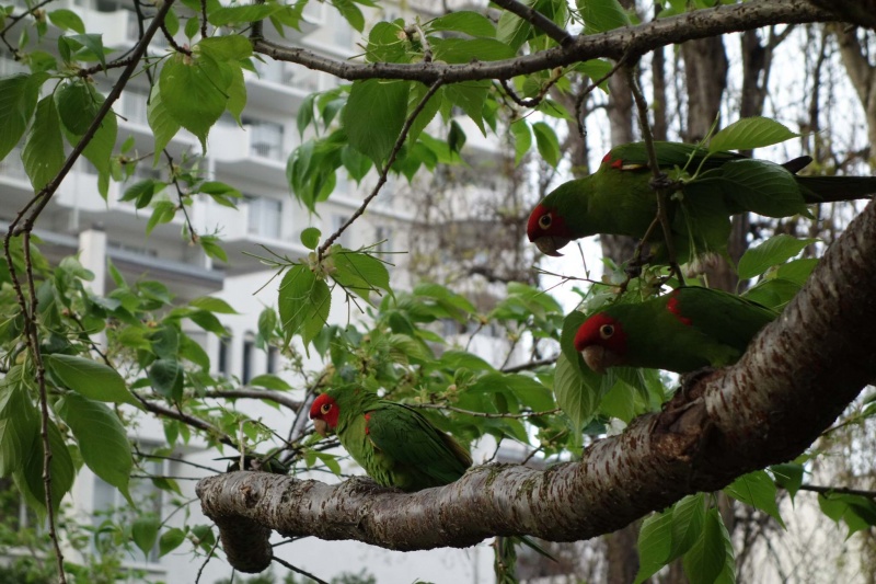 Parrots in San Francisco
